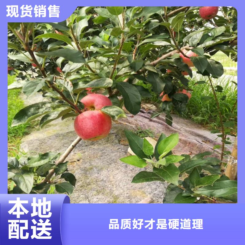 梨树_苹果苗现货交易{本地}厂家