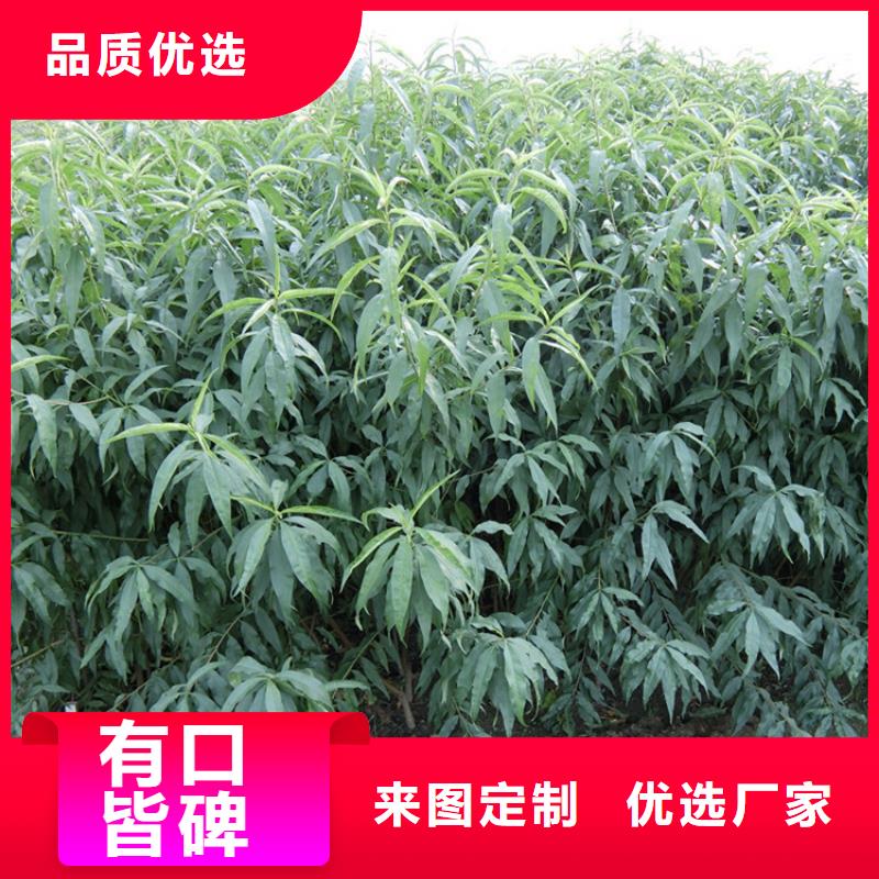 桃-樱桃苗用心做好细节快捷物流