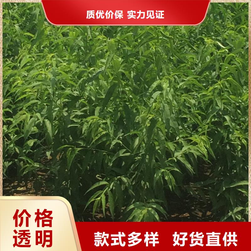 桃-樱桃苗工艺精细质保长久批发货源