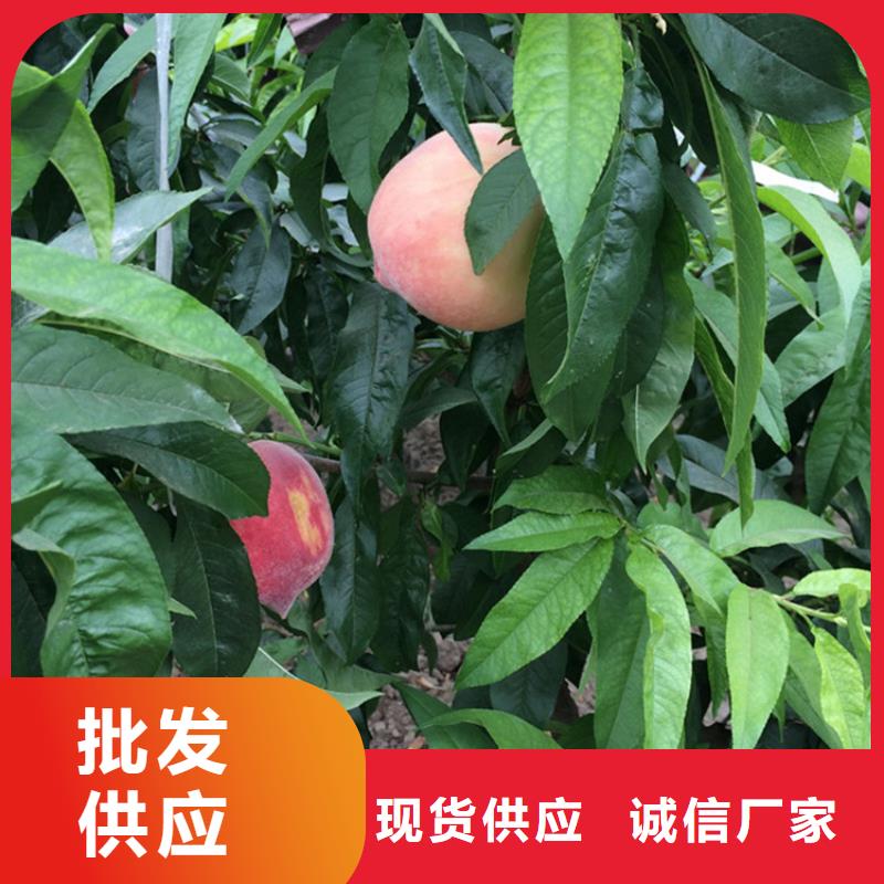 桃3公分石榴苗产地厂家直销货品齐全