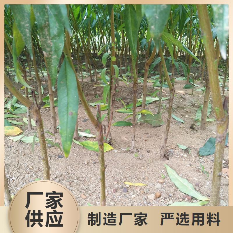 【桃_蓝莓苗源头直供】专注细节专注品质