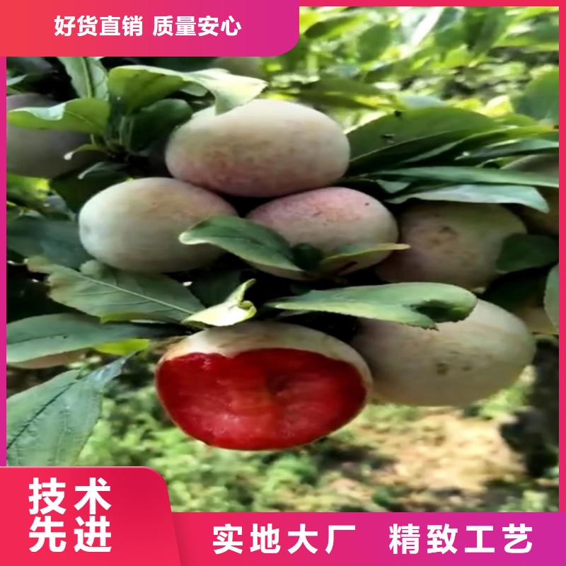 【李子苹果苗追求细节品质】甄选好物