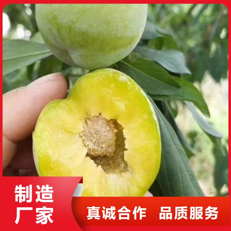 李子无花果苗经久耐用质量优选