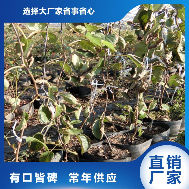 【猕猴桃】梨树苗适用范围广{当地}生产厂家