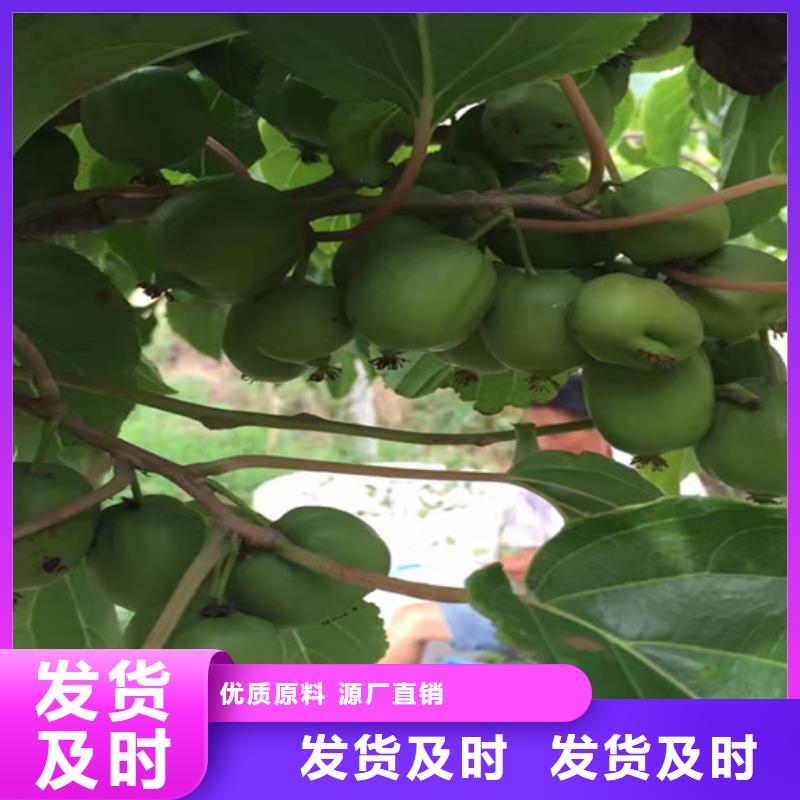 猕猴桃-苹果苗一对一为您服务优质货源