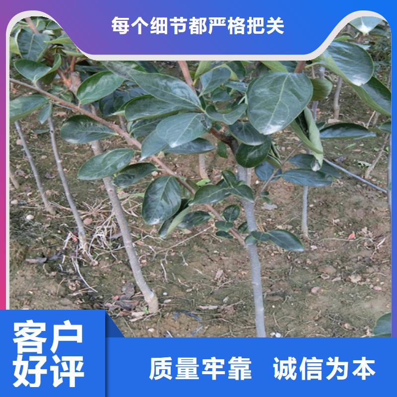 柿子-板栗苗原厂制造选择大厂家省事省心