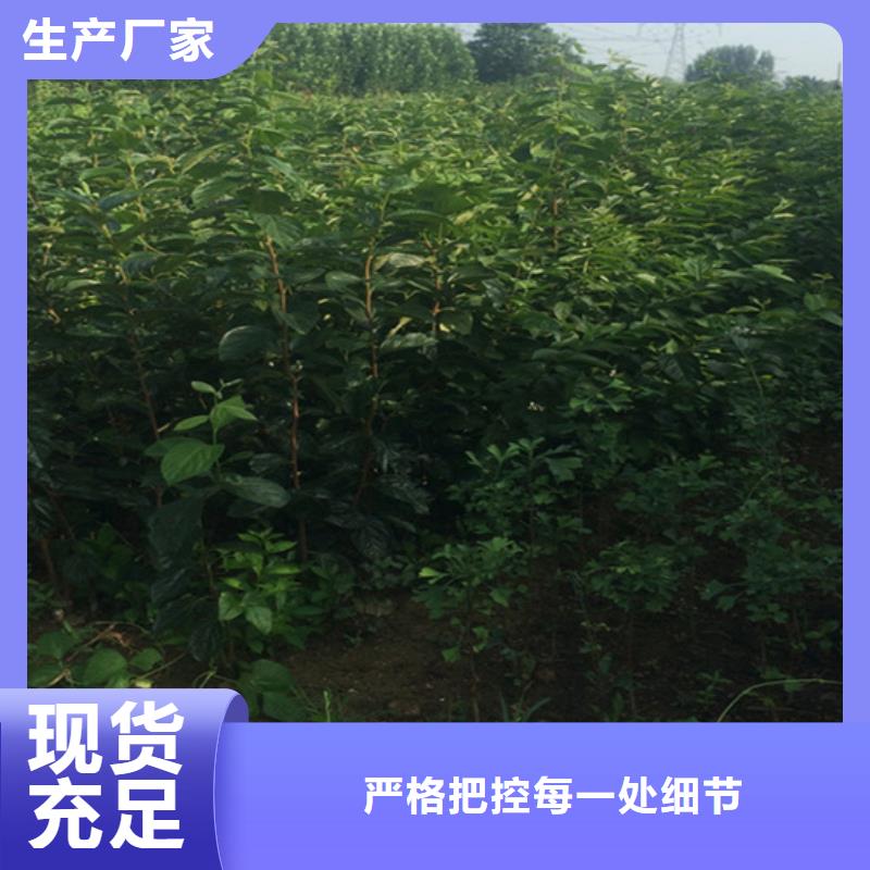 【柿子樱桃苗多种款式可随心选择】定制定做