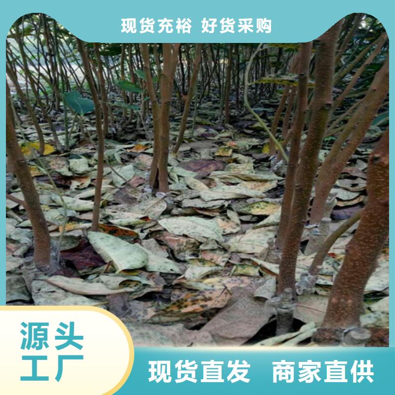 柿子-北美冬青订制批发厂家直营