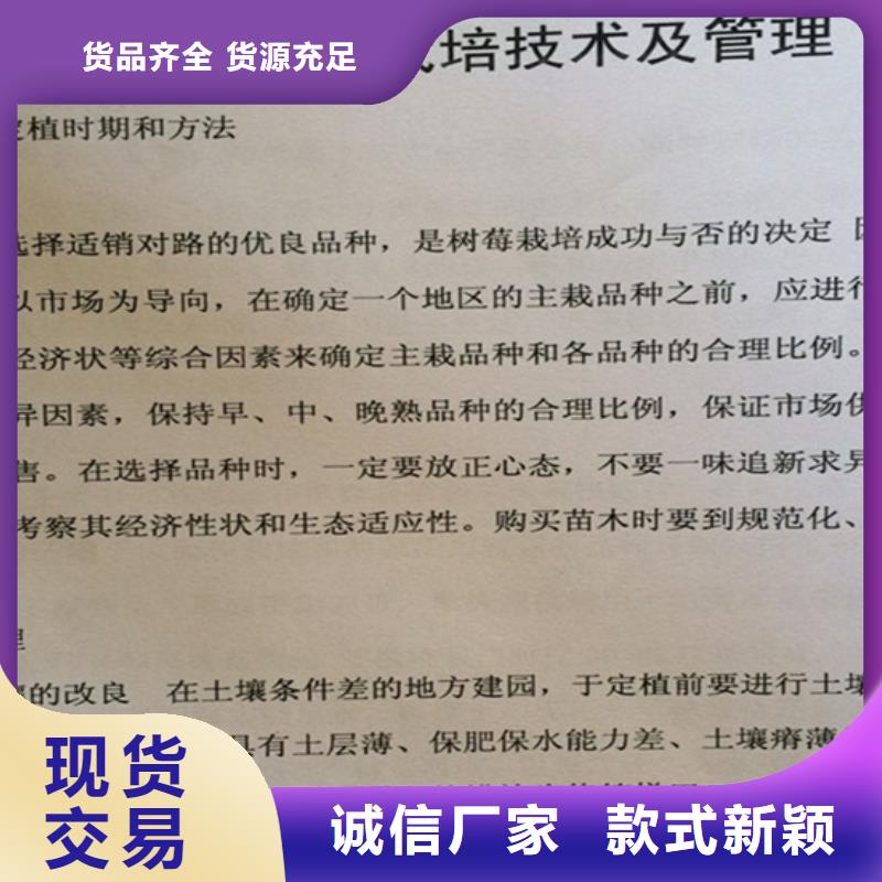 树莓梨树苗库存量大您身边的厂家