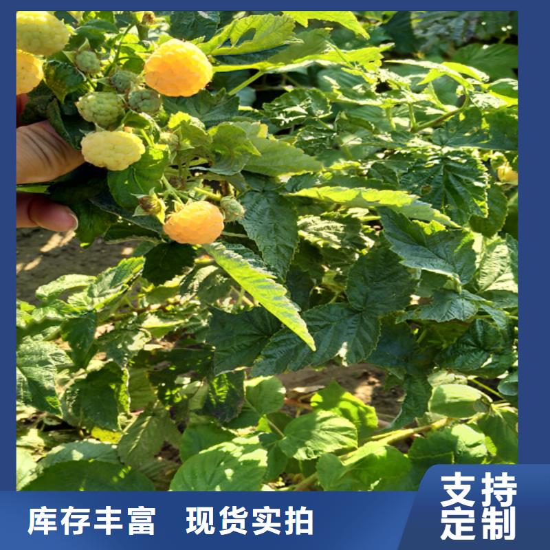 树莓-李树苗海量现货加工定制