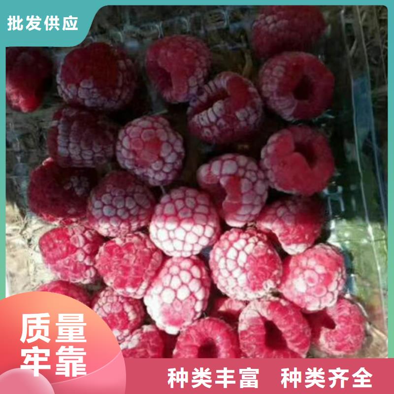 树莓草莓苗好产品放心购<当地>公司