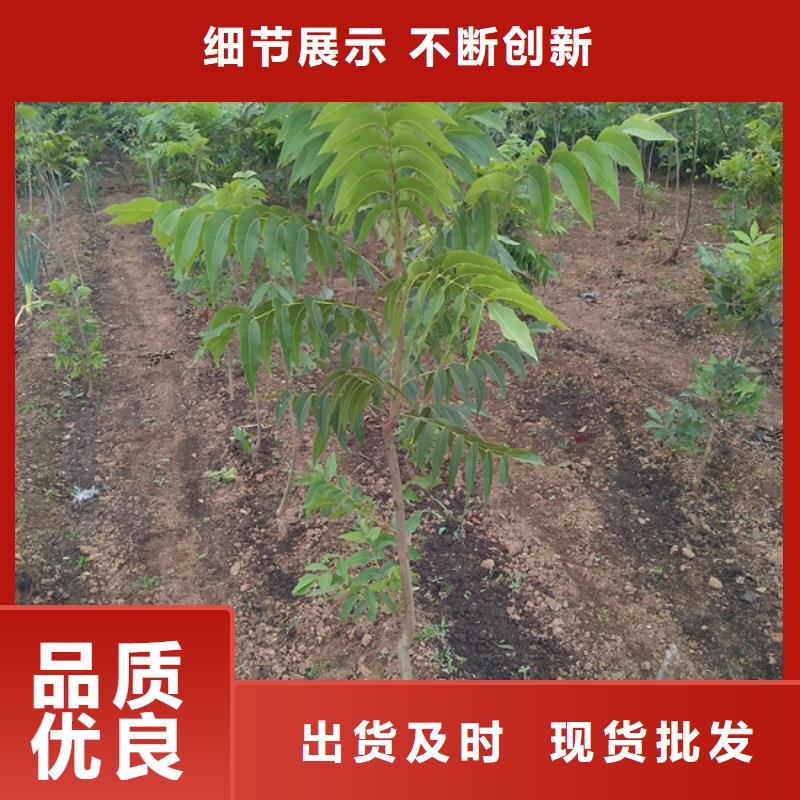 【碧根果-桃树苗工程施工案例】品质优选