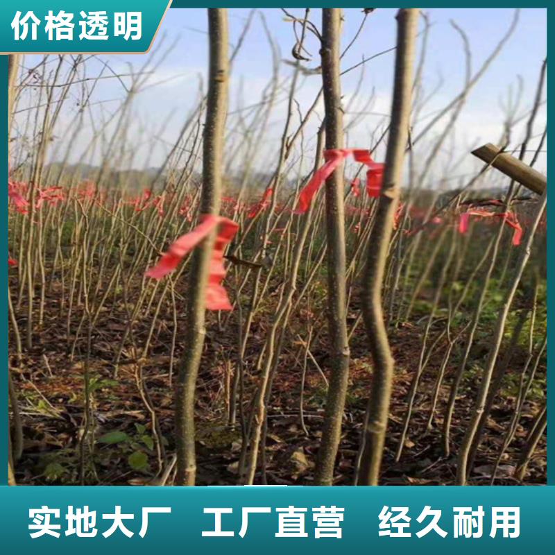 碧根果【桃树苗】厂家现货供应源头厂家量大价优