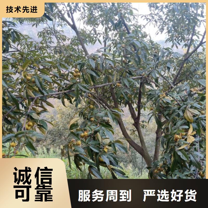 碧根果苹果苗选择我们选择放心<当地>生产商