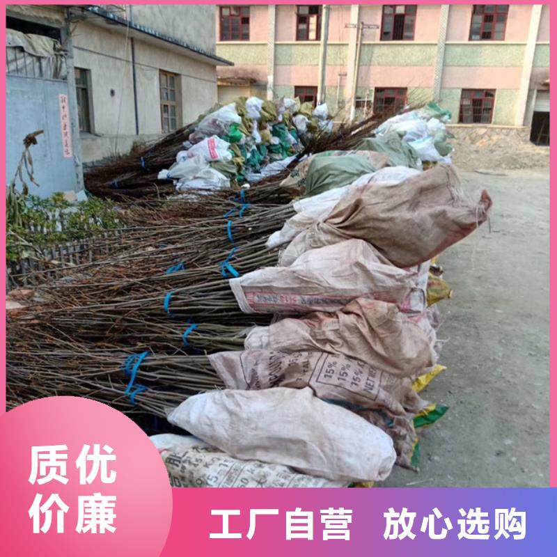 碧根果苹果苗细节之处更加用心本地公司