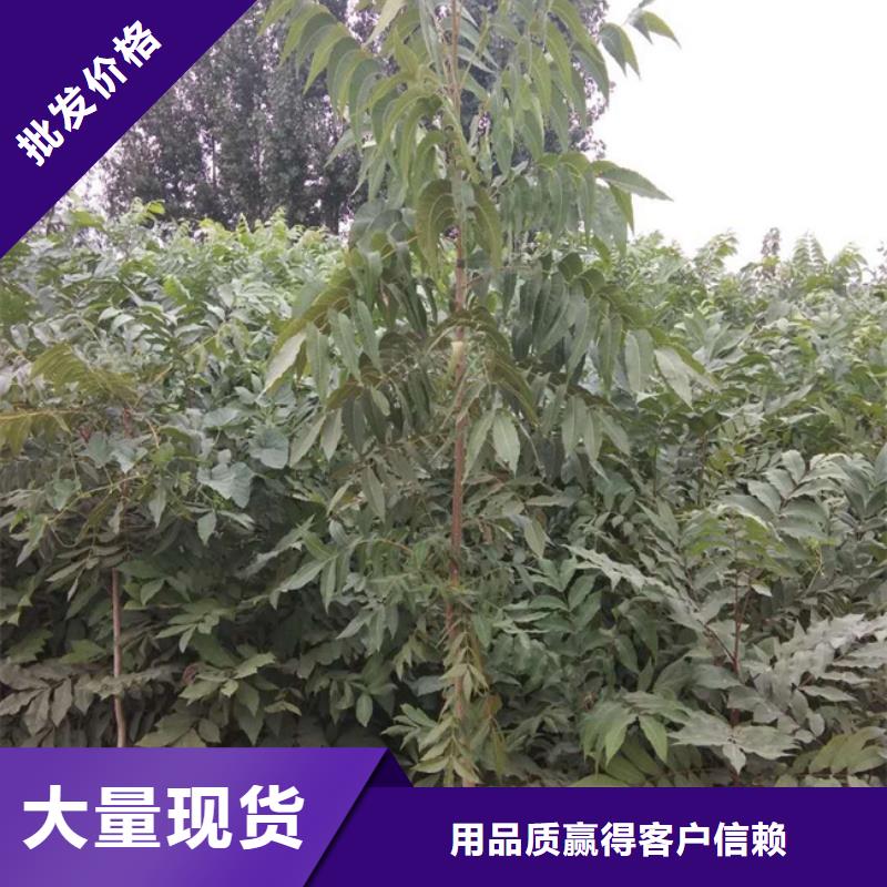 碧根果_苹果苗行业优选支持大批量采购