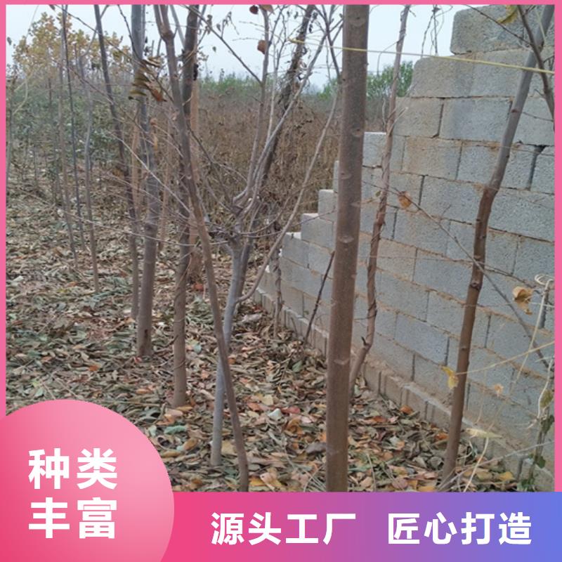 香椿杏树苗免费回电【本地】公司