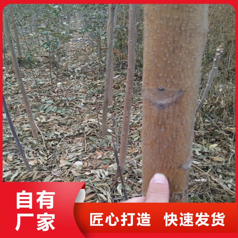 【香椿】苹果苗用心做品质[当地]生产厂家