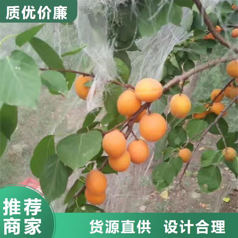 杏苹果苗认准大品牌厂家货源足质量好