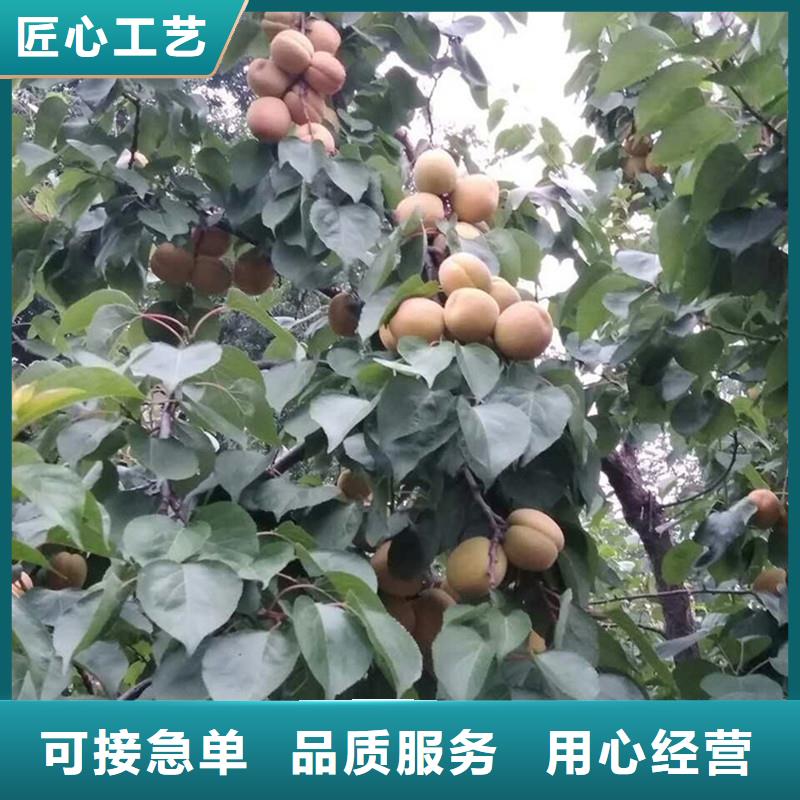 杏梨树苗质量牢靠自主研发