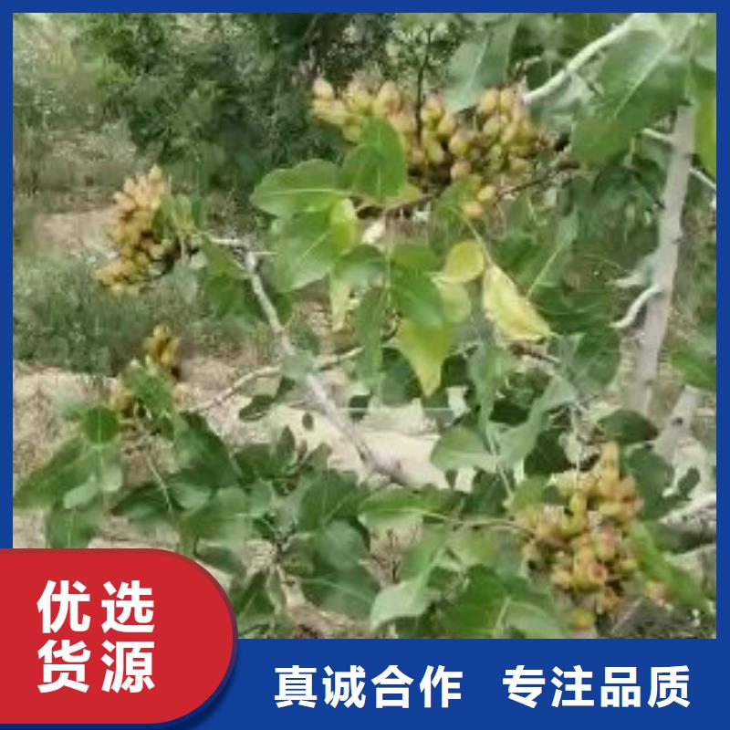 开心果无花果苗工艺成熟好品质经得住考验