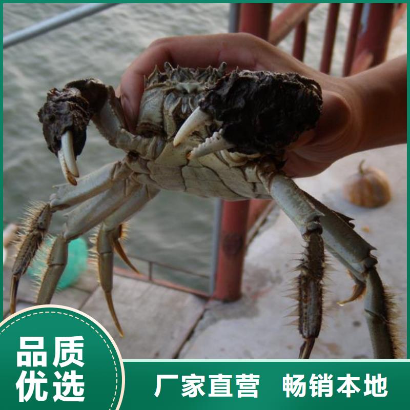 江苏阳澄湖大闸蟹哪家好{本地}品牌