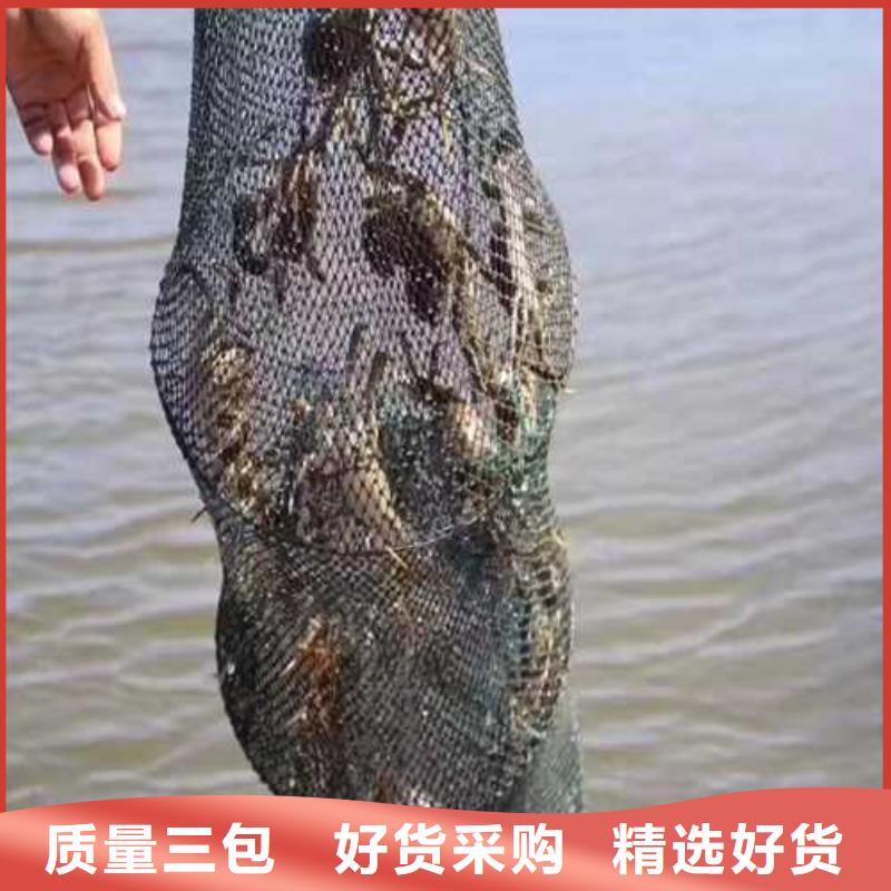 苏州阳澄湖买大闸蟹哪家好阳澄湖吃大闸蟹农家乐专业设计