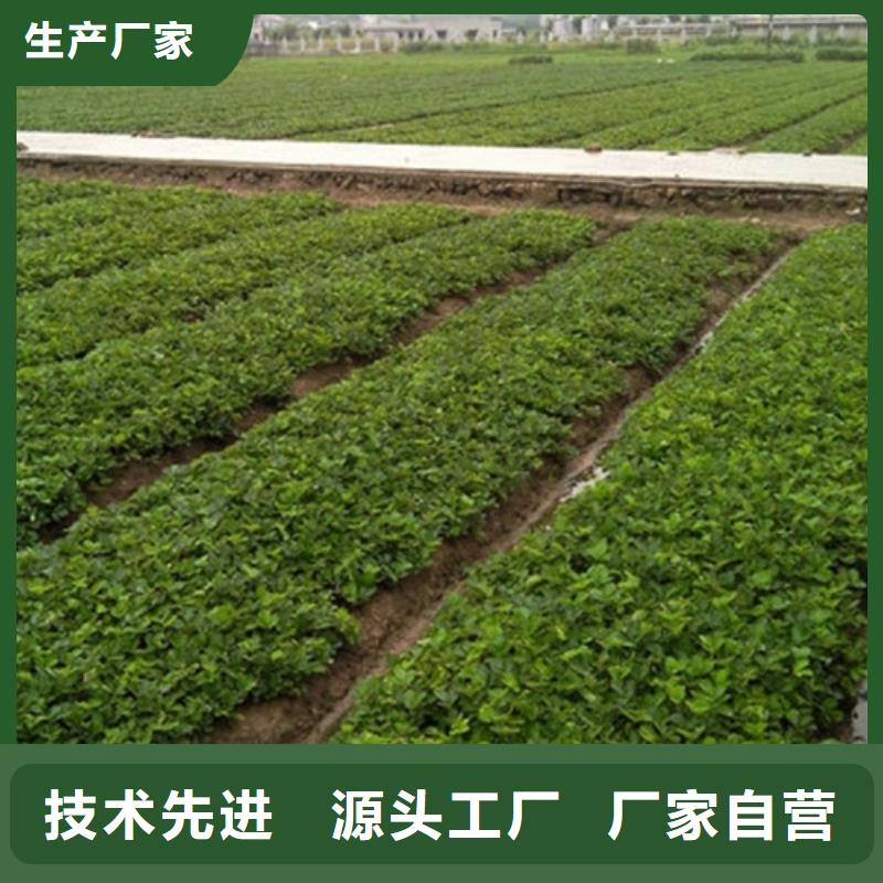 【草莓苗黑珍珠草莓苗优良材质】[本地]服务商