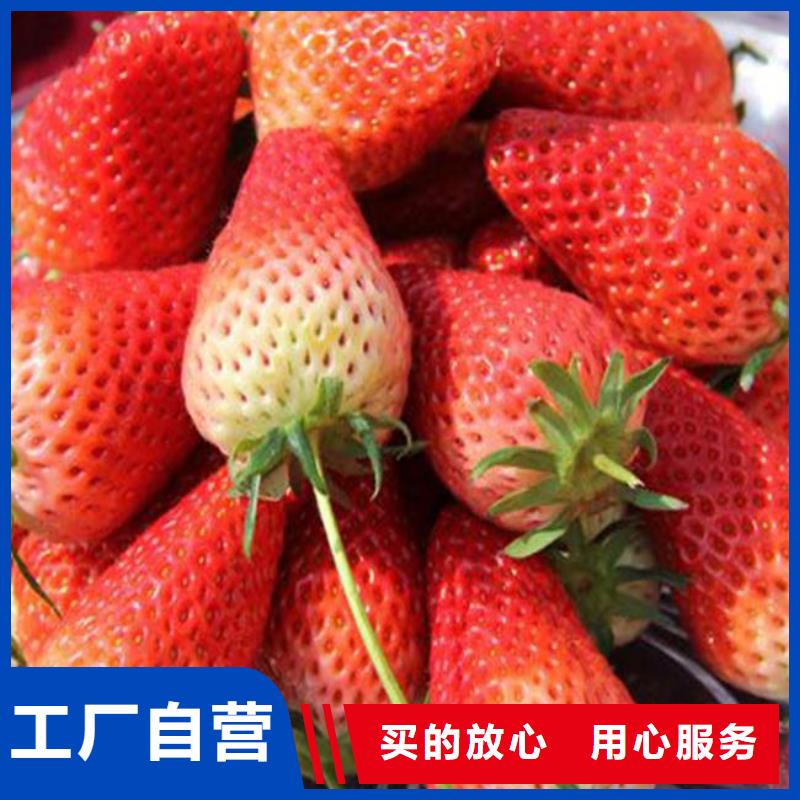 【草莓苗】草莓苗价格海量库存种类齐全