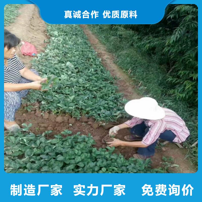 【草莓苗樱桃苗做工细致】<当地>服务商