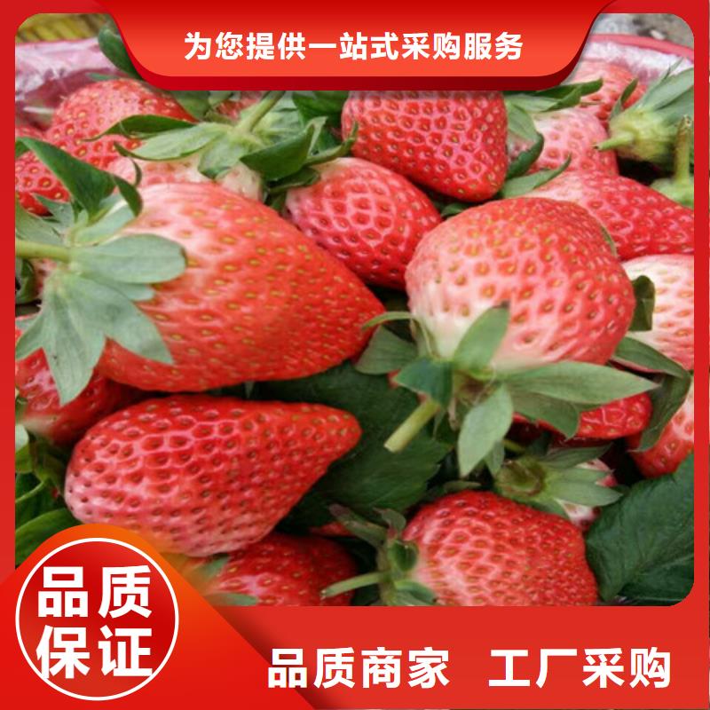 【草莓苗-葡萄苗基地源头直供】层层质检