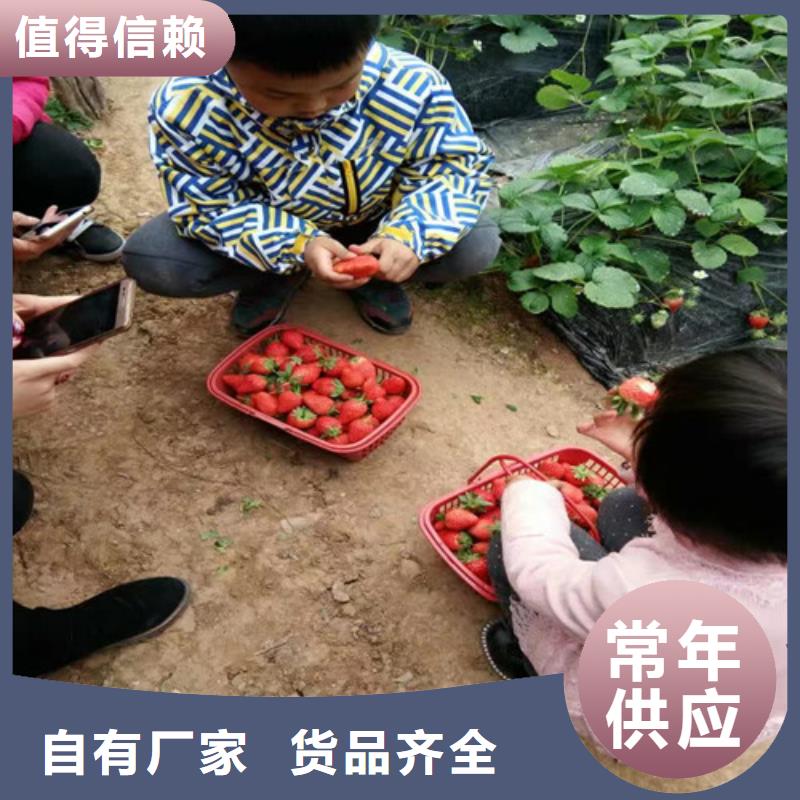 草莓苗黄桃树苗严选用料同城生产商