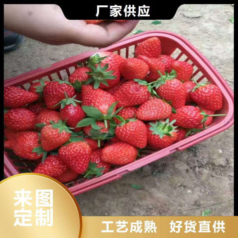 草莓苗【苹果苗】专业品质工厂批发