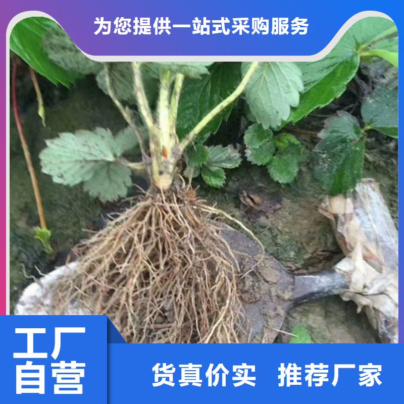 草莓苗黑珍珠草莓苗源头厂家经验丰富优选厂商