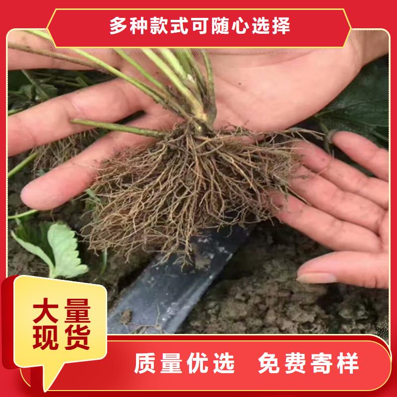 草莓苗【无花果树苗】精选优质材料{当地}经销商