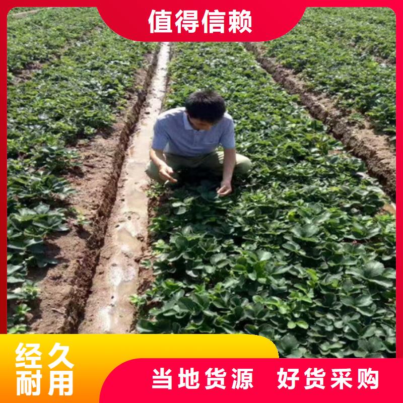 草莓苗梨树苗适用范围广量大从优