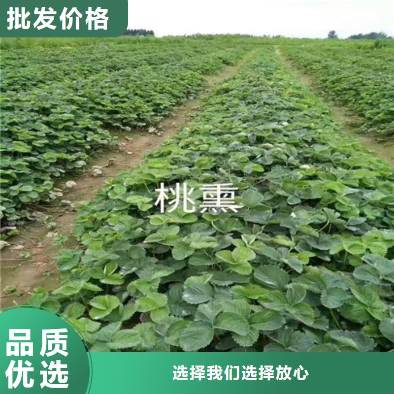 草莓苗【樱桃苗】大量现货实体厂家支持定制