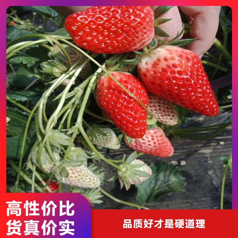 草莓苗-大棚草莓苗质量看得见厂家型号齐全