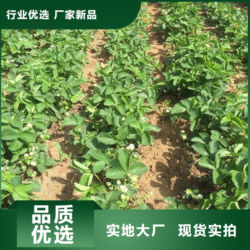 草莓苗,果树苗加工定制<本地>公司