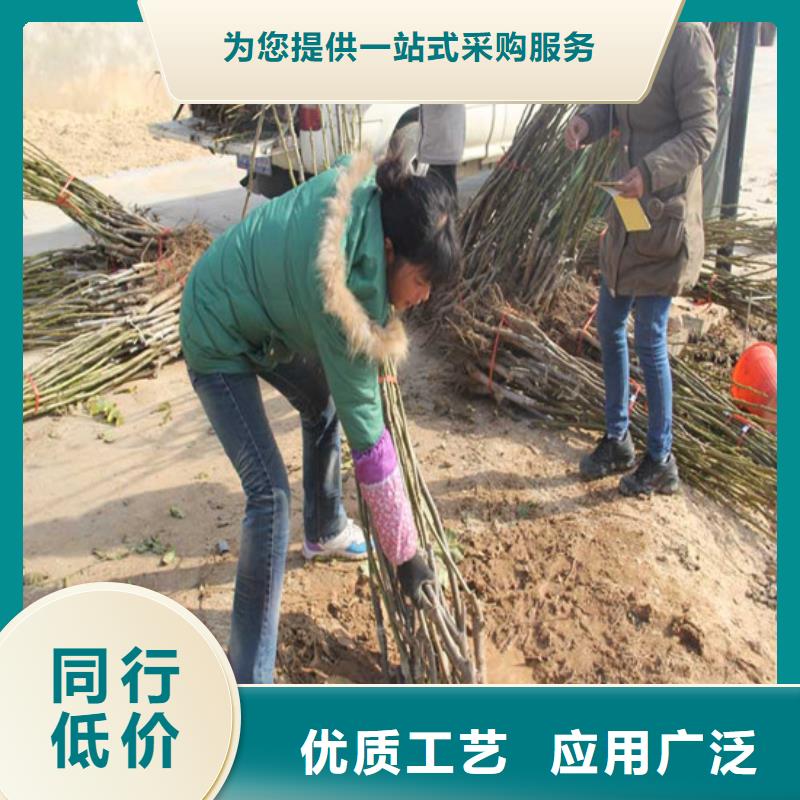 核桃苗-草莓苗价格当日价格【当地】供应商