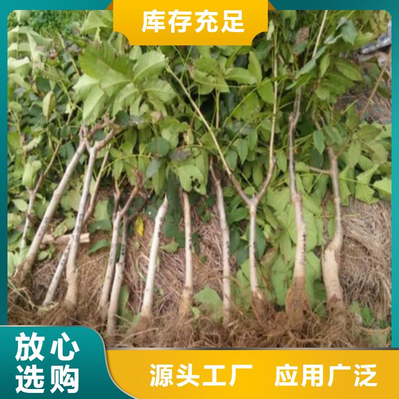 核桃苗果树苗批发基地供应采购源头厂家量大价优