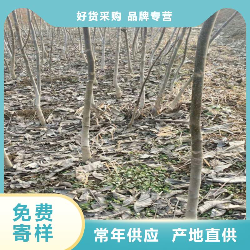 核桃苗油蟠桃树苗详细参数工期短发货快