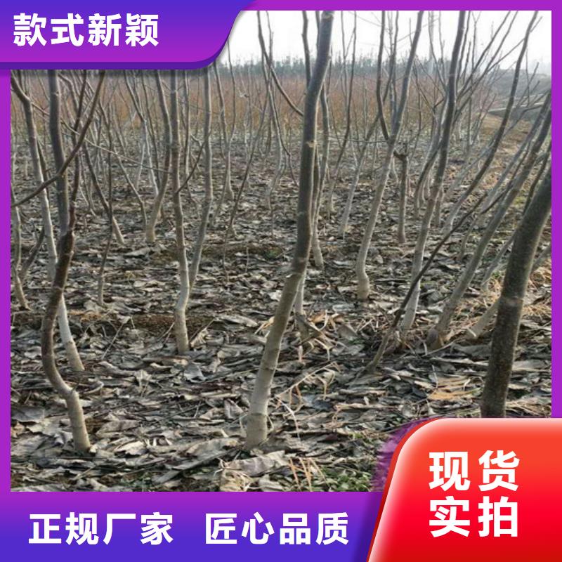 ​核桃苗苹果苗对质量负责源头厂商