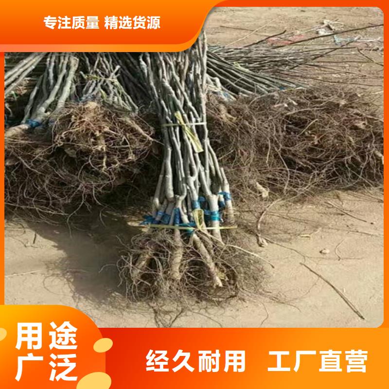 核桃苗大棚草莓苗质量安心当地厂家