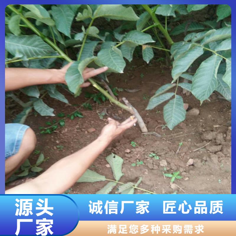 核桃苗-草莓苗价格安装简单型号全价格低