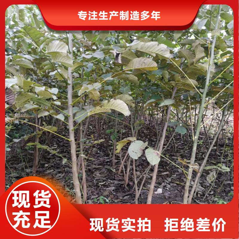 核桃苗红蜜桃树苗定制不额外收费品种全