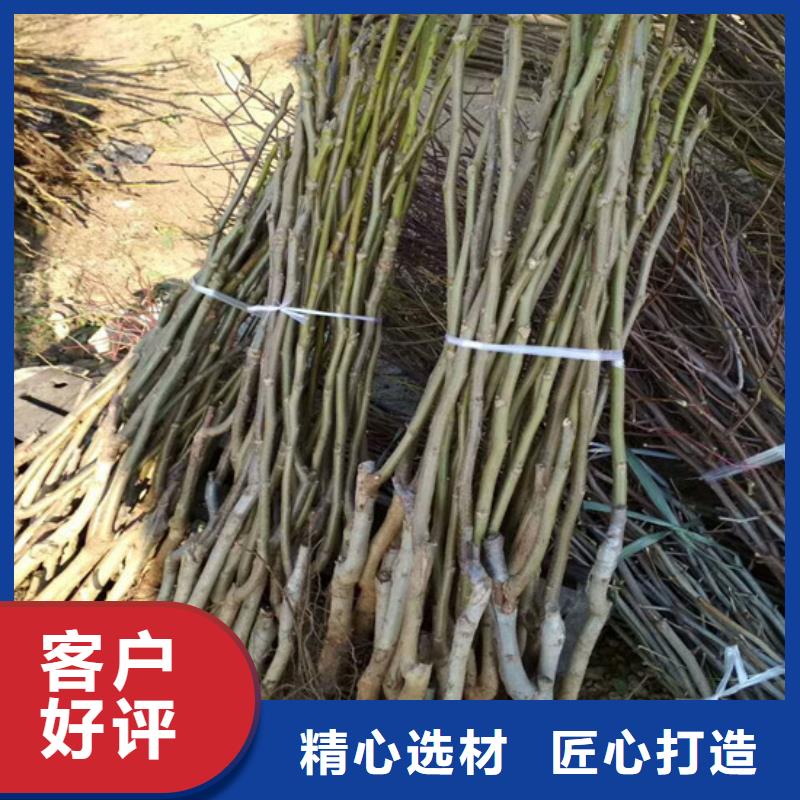 核桃苗【莫妮卡西梅树苗】全新升级品质保障一个起售