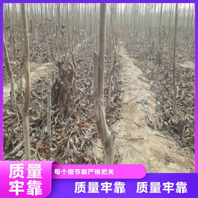 【核桃苗】阳光玫瑰葡萄树苗严格把控质量实拍展现