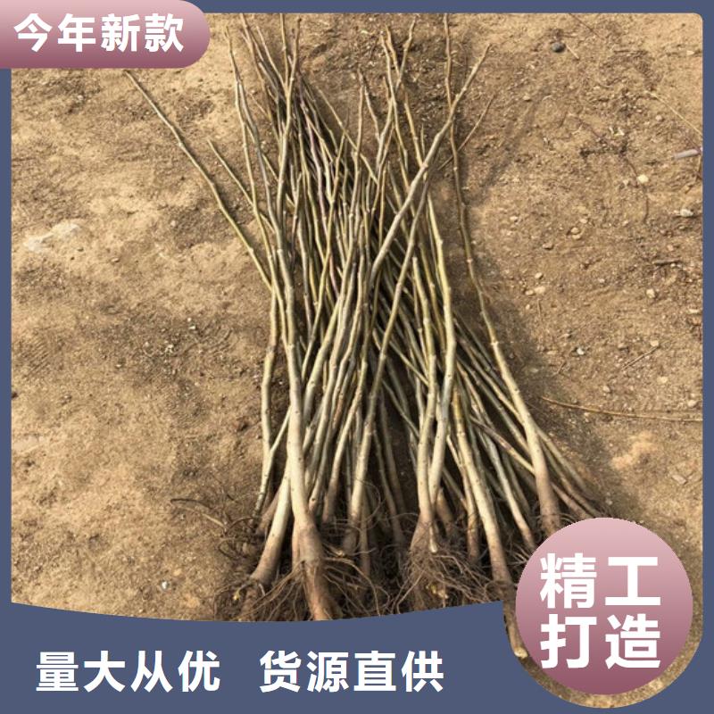 【核桃苗苹果苗诚信商家】生产安装