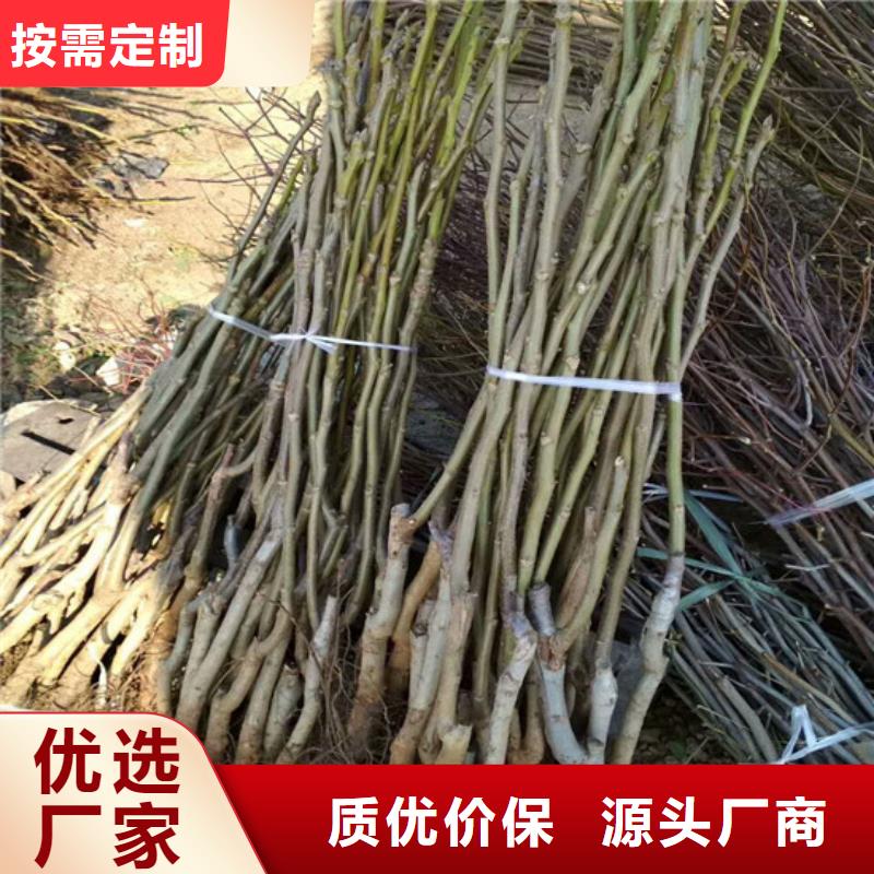 【核桃苗_天仙醉草莓苗订购】[本地]制造商